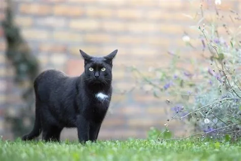 ハイブランド ランキング - なぜ猫は時々宇宙を支配したがるのか？